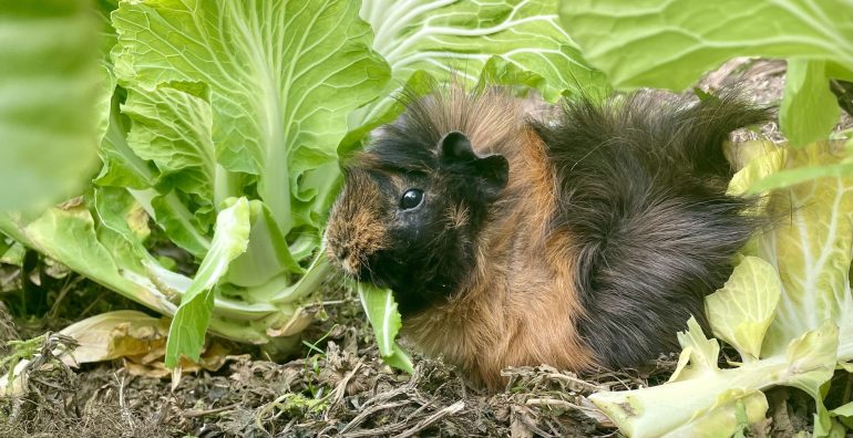 hospedes-permanentes-slider-2