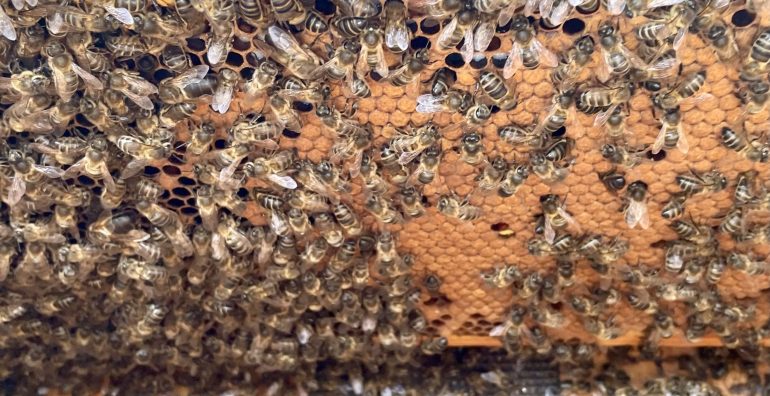 mel-e-abelhas-slider-3